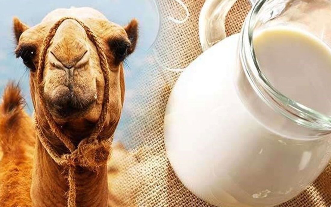 شیر شتر؛ جایگزینی سالم‌تر با خواص درمانی بی‌نظیر