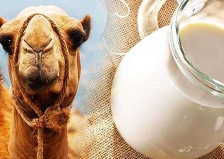 شیر شتر؛ جایگزینی سالم‌تر با خواص درمانی بی‌نظیر