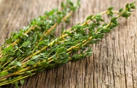 آویشن؛ راهکار طبیعی درمان سوءهاضمه و آروغ‌های بدبو