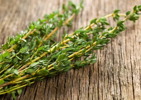 آویشن؛ راهکار طبیعی درمان سوءهاضمه و آروغ‌های بدبو