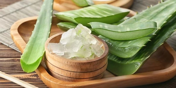 فواید شگفت‌انگیز آلوئه‌ورا برای سلامت بدن