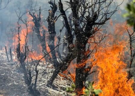 هشدار آتش‌سوزی در تهران؛ شماره امداد جنگل و مرتع ۱۵۰۴